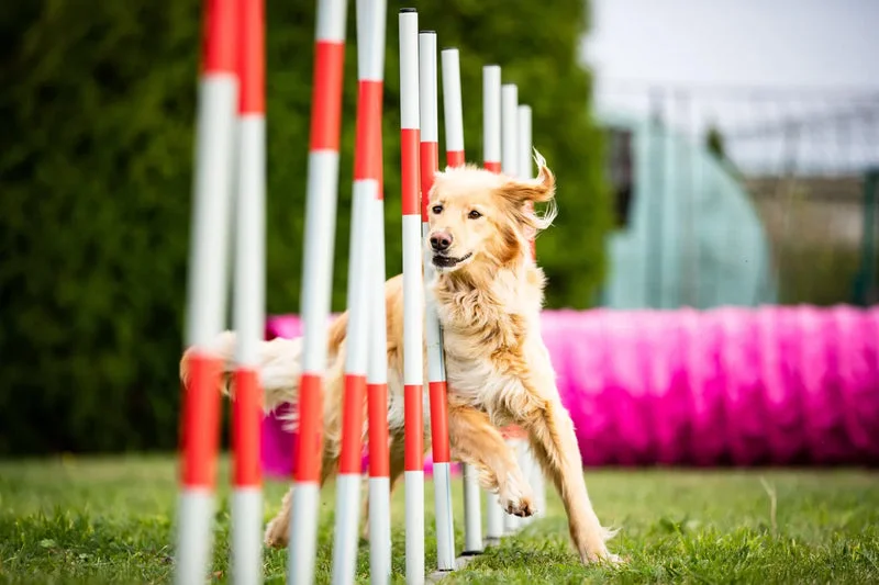 Agility Training for Dogs: Improve Your Pet’s Fitness and Mobility
