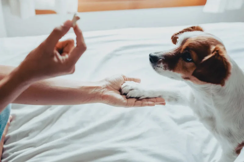 Easy Tricks for Dogs: Bonding and Training Through Fun