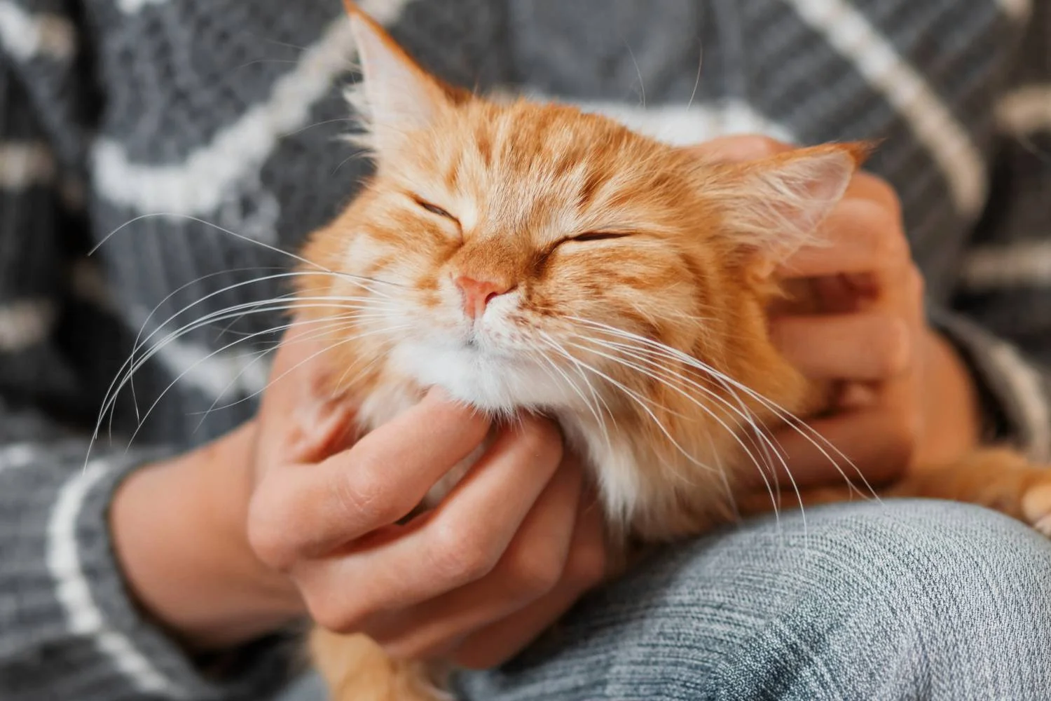 Why Do Cats Purr?
