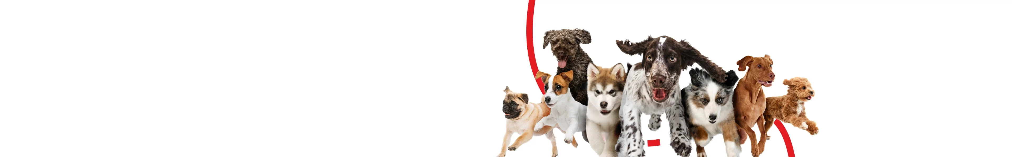 A group of various dog breeds running together